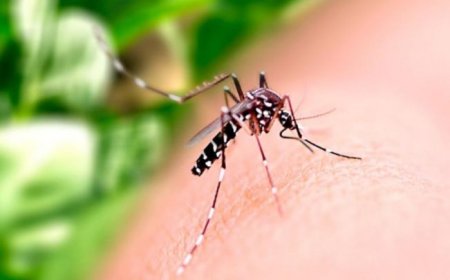 Minas confirma os primeiros óbitos por dengue e Passos é a cidade com o maior número de casos da doença na região
