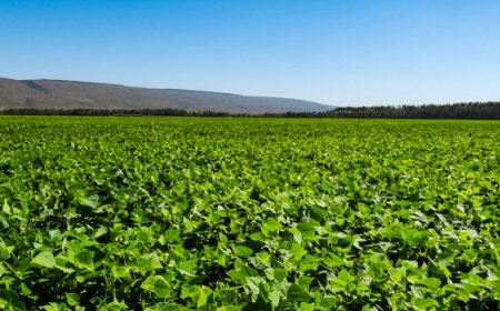 Safra de grãos em Minas Gerais deverá crescer 6,5% em relação a 2024