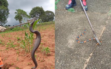 Duas espécies de cobras são resgatadas pelos Bombeiros em Guaxupé