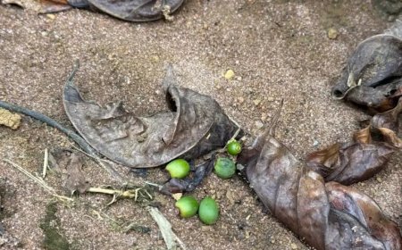 Café da Alta Mogiana enfrenta nova ameaça para o ciclo produtivo de 2025