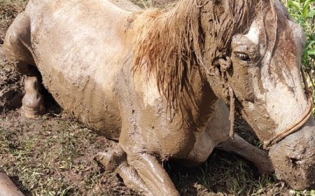Bombeiros resgatam égua atolada no "Trevo do Japy"