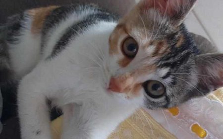 Procura-se gatinha desaparecida em Muzambinho