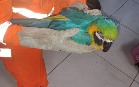 Arara-canindé é resgatada de sacada de residência em Guaxupé