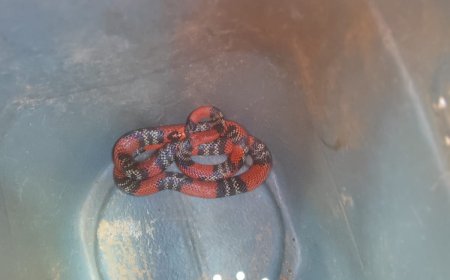 Cobra Coral é resgatada de buraco de aproximadamente 4 metros de profundidade em Guaxupé