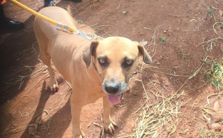 Em Guaranésia, Bombeiros resgatam canina que caiu em buraco de 3 metros