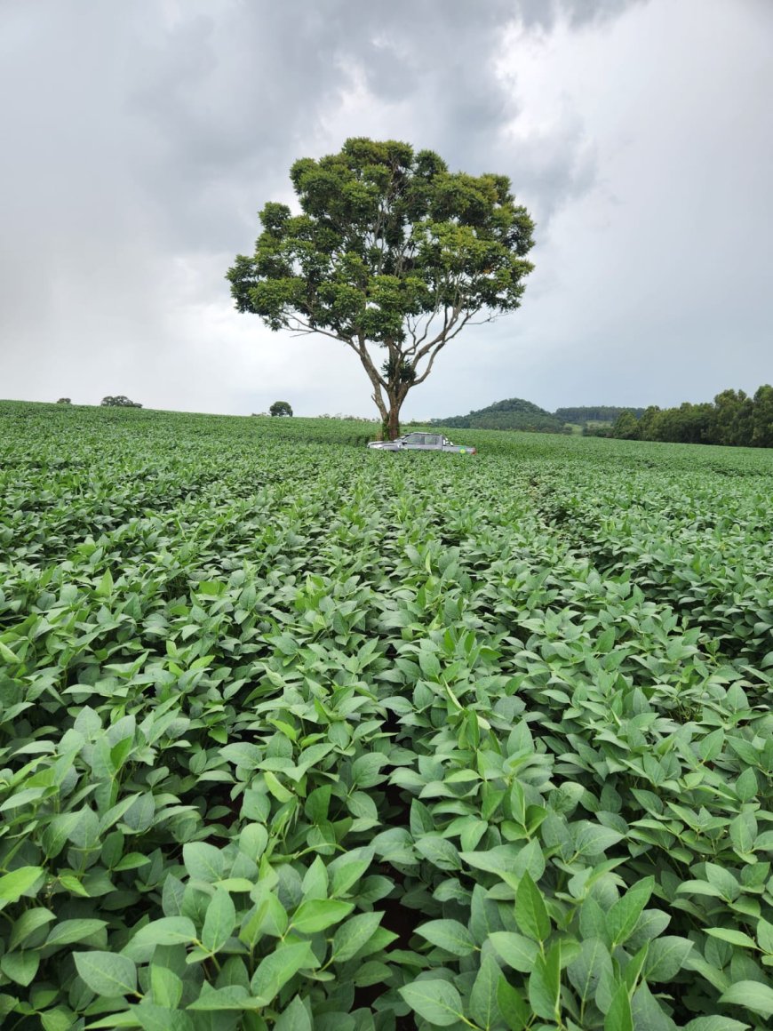 Agrobom amplia armazenamento de grãos para atender safra recorde