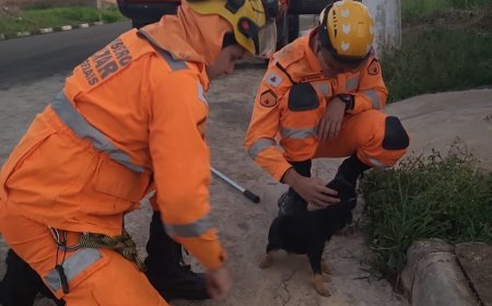 Em Guaxupé, Bombeiros resgatam cão em bueiro