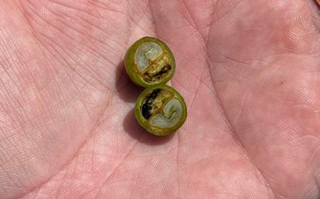 Onda de calor e estiagem ameaçam safra de café no Brasil