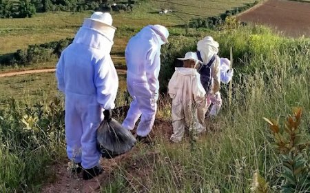 Ponto turístico de Monte Santo é interditado após ataque de abelhas