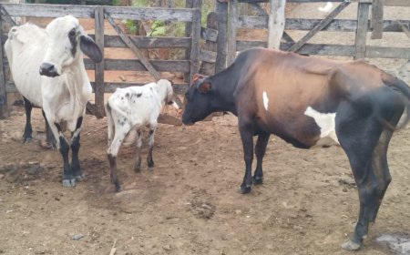 Campo Seguro: Polícia Civil recupera mais três cabeças de gado furtadas na região