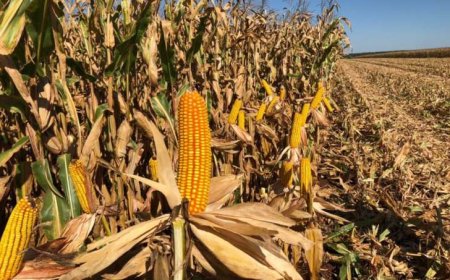 Safra de soja e milho sofre impacto de seca inesperada e calor extremo