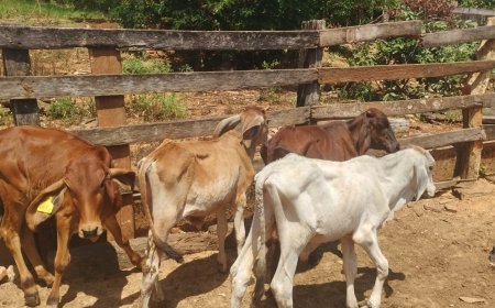 Mais 4 cabeças de gado furtadas na região foram recuperadas pela Polícia