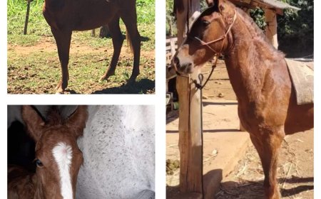 Em mais uma operação Campo Seguro, seis equinos desaparecidos são recuperados no Sul de Minas