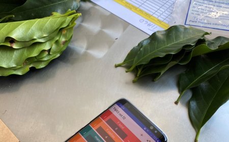 Fundação Procafé e C3 Consultoria e Pesquisa lançam núcleo de inteligência para impulsionar a cafeicultura brasileira