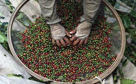 Safra em risco: Criminalidade na cafeicultura mineira aumenta diante dos atuais preços do café
