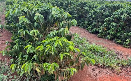 Clima afeta rendimento das lavouras de café, diz Cooxupé