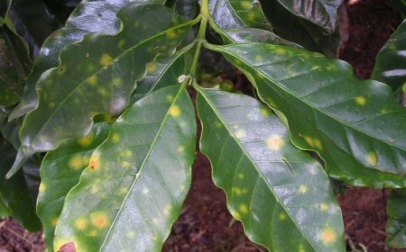 Ferrugem do café é uma das doenças de importância econômica para a lavoura