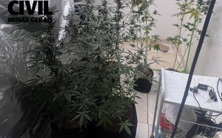 Homem de 26 anos, suspeito de cultivo de maconha em estufas, é preso pela Polícia Civil no Sul de Minas