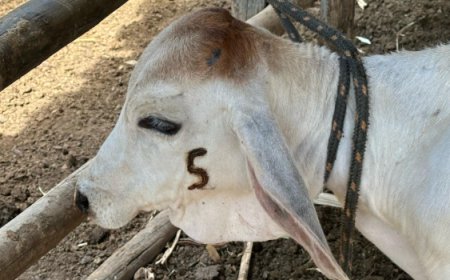 Minas atinge meta nacional e vacina 80% das bezerras contra brucelose em 2024