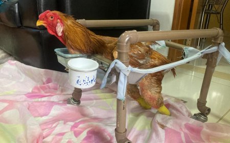 Galo sem pés é criado como pet por família em Passos