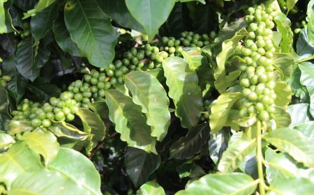 Melhoramento genético impulsiona qualidade e produtividade do café de Minas Gerais