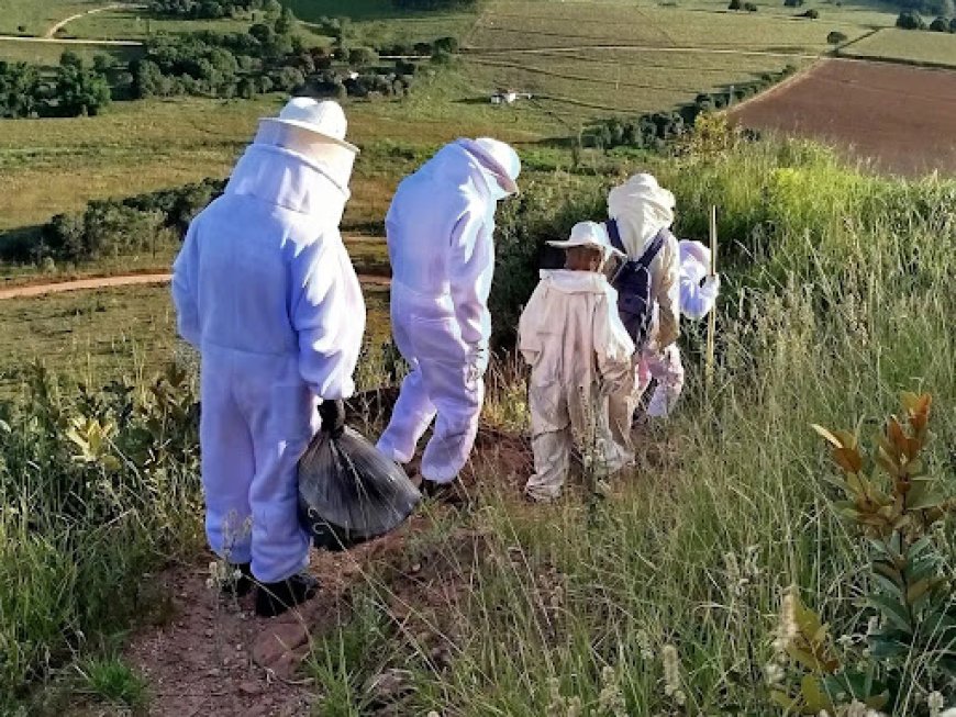 Ponto turístico de Monte Santo é interditado após ataque de abelhas