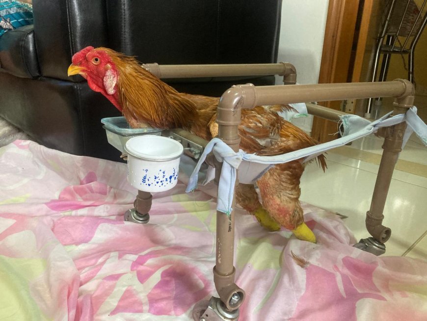 Galo sem pés é criado como pet por família em Passos