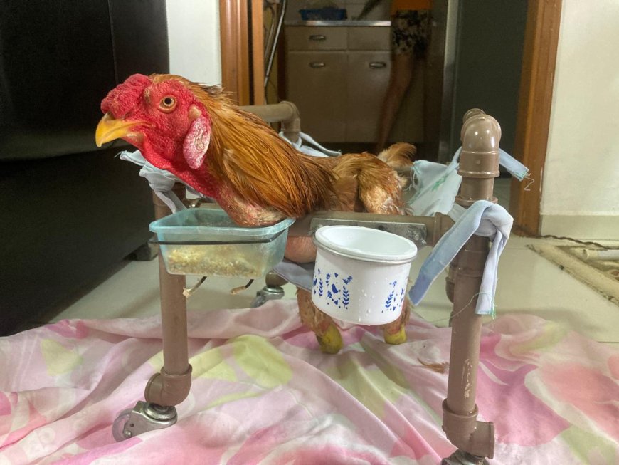 Galo sem pés é criado como pet por família em Passos