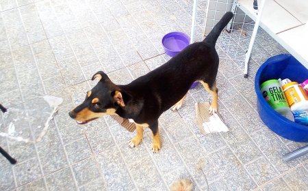 Pipoca precisa de um novo lar