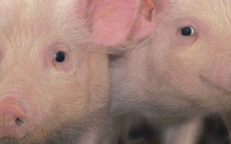 Hub do Agro oferece soluções tecnológicas para produtores rurais