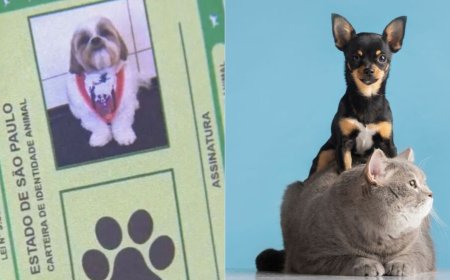 Cadastro nacional de pets com “RG Animal” para cães e gatos é lançado nesta quinta-feira