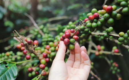Produtores de Guaxupé têm prejuízos com furtos de café no pé; Zema diz que casos têm diminuído
