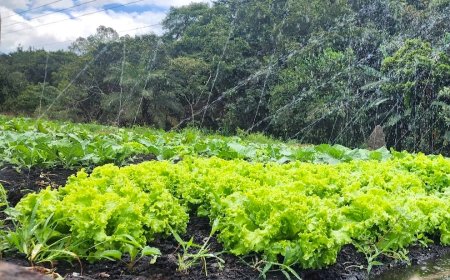 Nova cartilha da Emater-MG mostra como produzir adubo natural, simples e barato