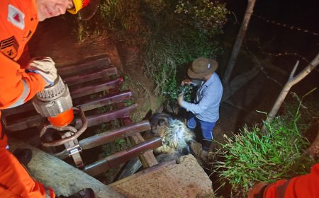 Cavalo preso em mata-burro na zona rural de Guaxupé é resgatado pelos Bombeiros