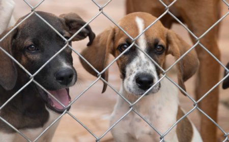 Governo de Minas intensifica ações no Abril Laranja para prevenir crueldade contra animais domésticos