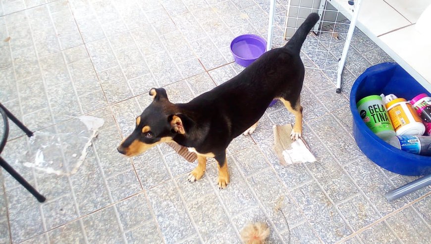 Pipoca precisa de um novo lar