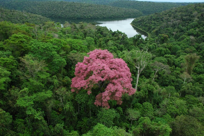 Governo de Minas abre vagas para nova edição do curso gratuito de Educação Ambiental