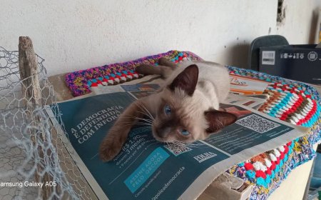 Procura-se filhote de Siamês perdido