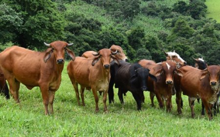 Governo de Minas convoca produtores rurais para atualizarem os dados de animais até 30 de junho