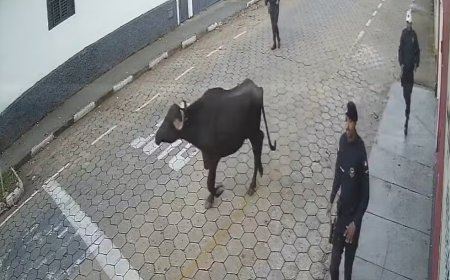 Búfalo solto no centro de Passos causa confusão no trânsito