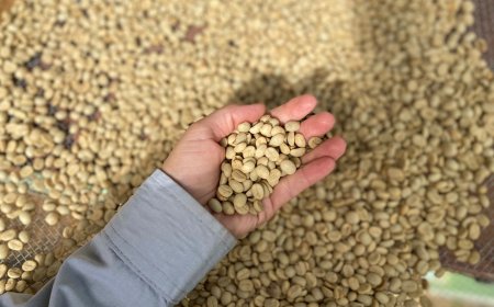 Epamig inicia venda de sementes para plantio de mudas de café