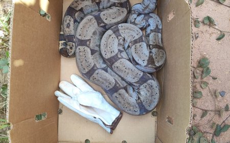 Bombeiros: Jiboia de 2 metros de comprimento é capturada em Guaxupé