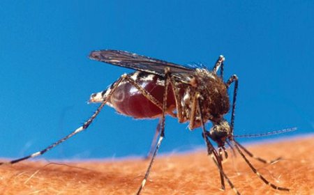 Números da Dengue diminuem em Guaxupé, de acordo com a Secretaria de Saúde