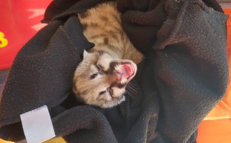 Bombeiros resgatam filhote de suçuarana em Monte Belo