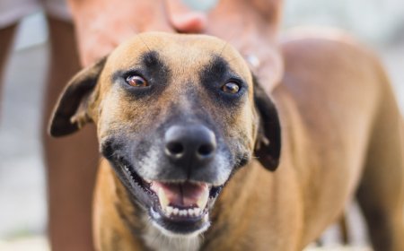 Prefeitura de Guaxupé regulamenta leis que punem maus-tratos contra animais e evasão sem socorro em casos de atropelamentos