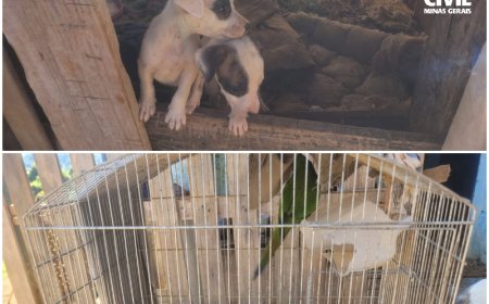 Polícia Civil prende homem por maus-tratos a animais no Sul de Minas