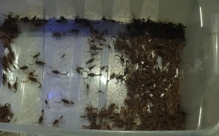 Mais de 400 escorpiões foram capturados no cemitério de Mococa