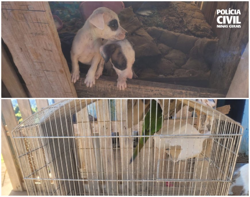 Polícia Civil prende homem por maus-tratos a animais no Sul de Minas