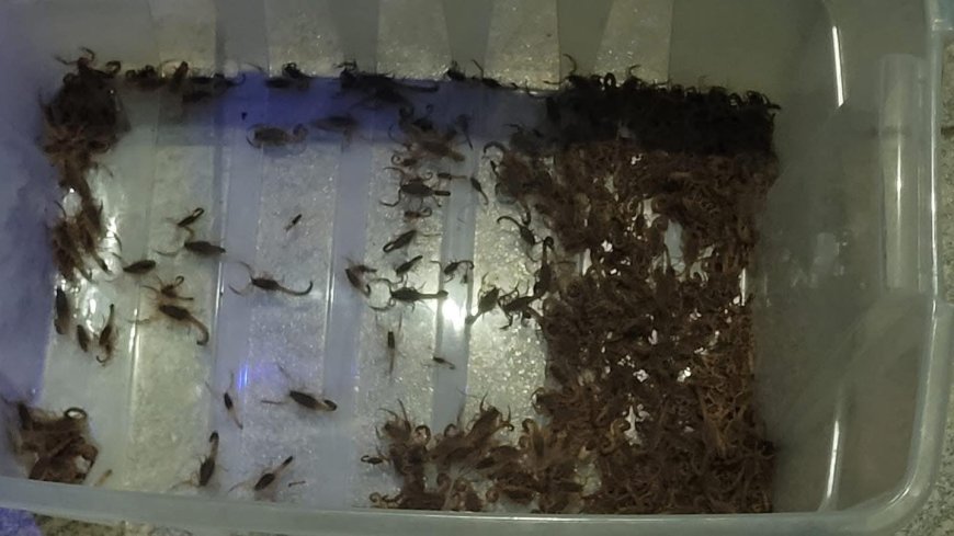 Mais de 400 escorpiões foram capturados no cemitério de Mococa
