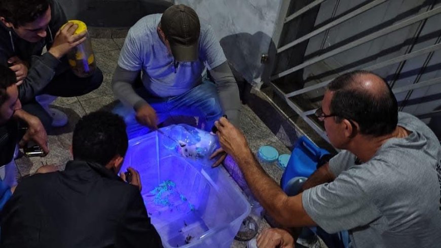 Mais de 400 escorpiões foram capturados no cemitério de Mococa